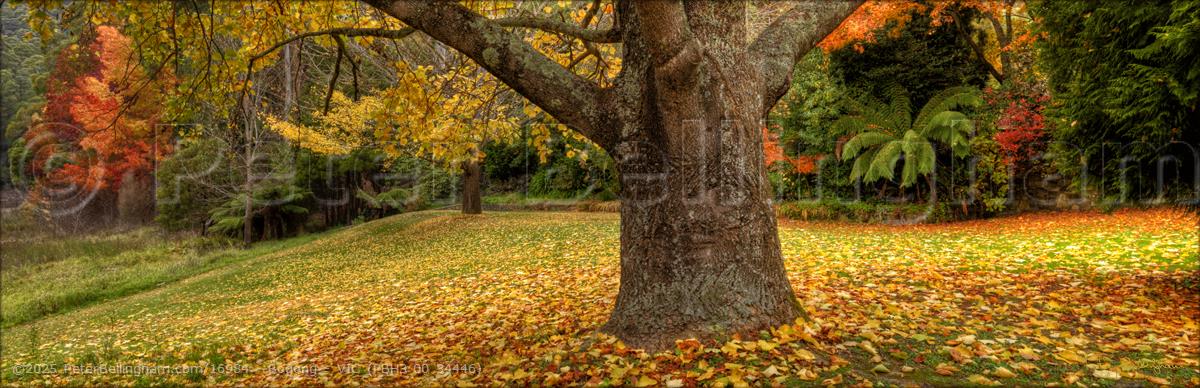 Peter Bellingham Photography Bogong - VIC (PBH3 00 34446)